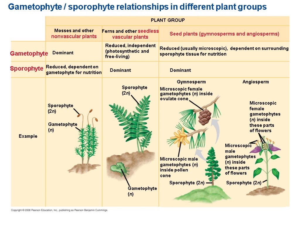 Gametophyte / sporophyte relationships in different plant groups Reduced (usually microscopic), dependent on surrounding
